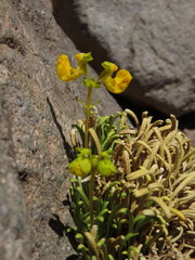 Calceolaria pinifolia