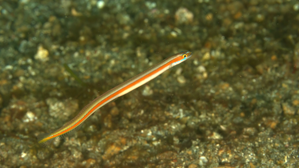 Yellowstripe Wormfish