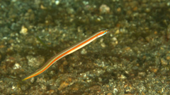 Yellowstripe Wormfish photo 1