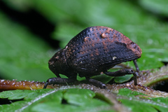 Idastes gibbosus