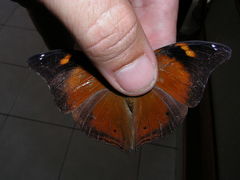 Doleschallia bisaltide