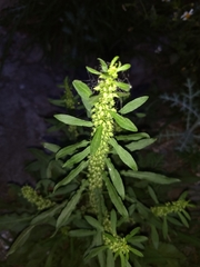 Rumex chrysocarpos