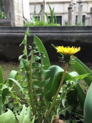 Taraxacum officinale