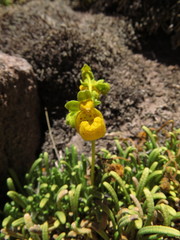 Calceolaria pinifolia