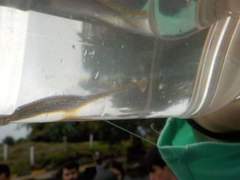 Microphis lineatus