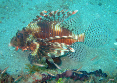 Pterois volitans