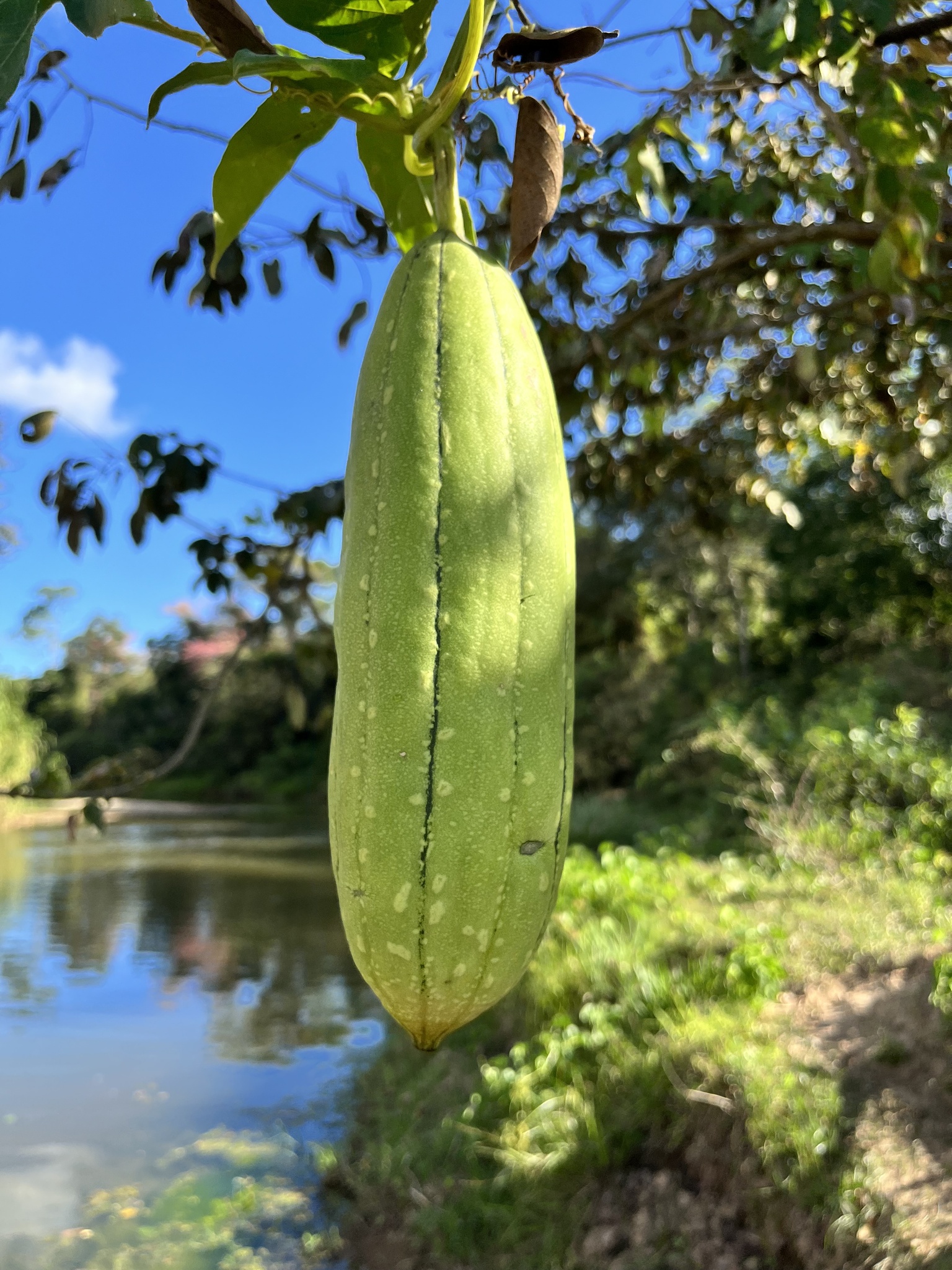 Luffa aegyptiaca
