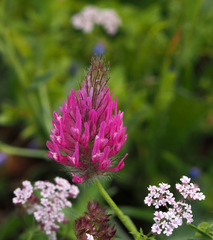 Trifolium purpureum
