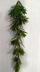 Juniperus rigida conferta