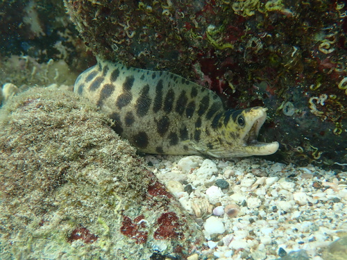 Reeve's moray (Gymnothorax reevesii) — Muraenidae