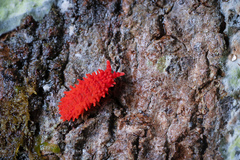 Caledonimeria mirabilis