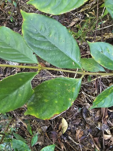 Lasianthus hispidulus iNat (1)