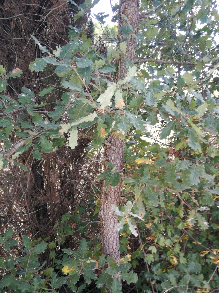 oaks from 56020 Santa Maria a