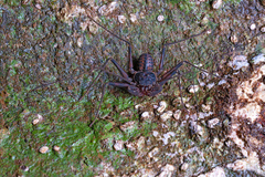 Charinus neocaledonicus