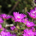 Drosanthemum asperulum - Photo (c) Grant Forbes, μερικά δικαιώματα διατηρούνται (CC BY-NC), uploaded by Grant Forbes