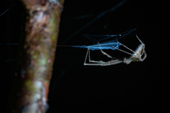Menneus neocaledonicus