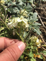 Erysimum concinnum