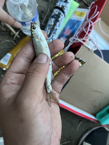 Sharpbelly