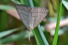 Polypogon tentacularia