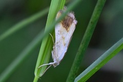 Evergestis extimalis