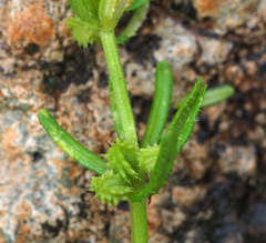 Mericarpaea ciliata