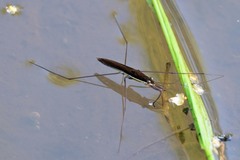 Limnoporus rufoscutellatus