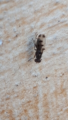 Geomyza tripunctata