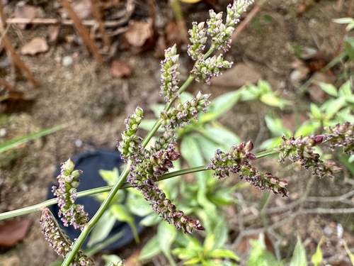 Echinochloa colona iNat (2)
