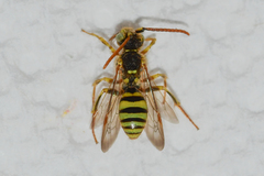 Nomada imbricata