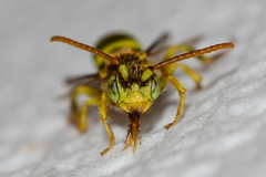 Nomada imbricata