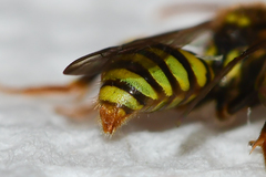 Nomada imbricata