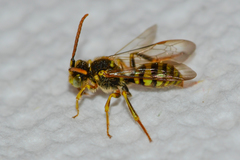 Nomada imbricata