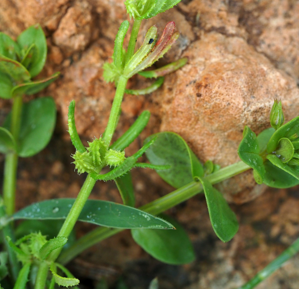 Mericarpaea ciliata