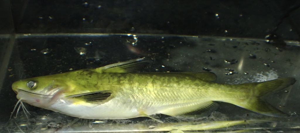 Vachell's bagrid catfish (Pseudobagrus vachellii) — Bagridae