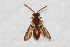 Nomada ovata