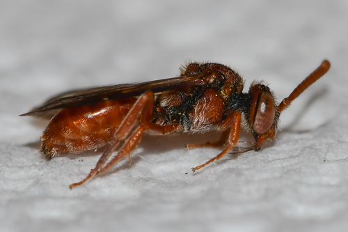 Nomada ovata