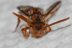 Nomada ovata