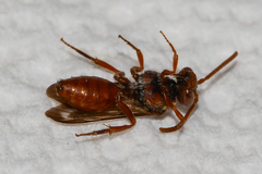 Nomada ovata