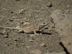 Liolaemus rosenmanni