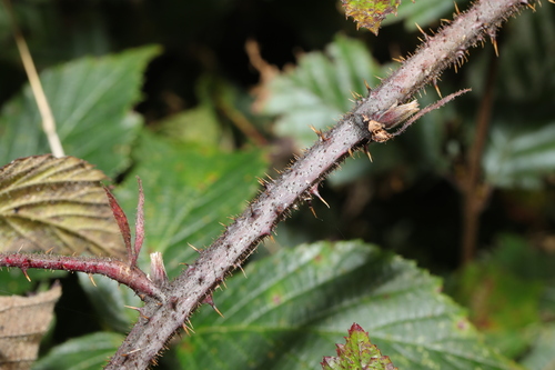 Image of Rubus hylocharis by no rights reserved