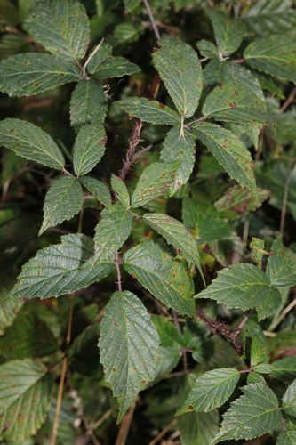 Joy of the Woods (Rubus hylocharis)