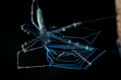 Menneus neocaledonicus