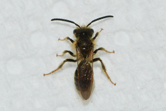 Andrena miserabilis