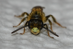 Andrena miserabilis