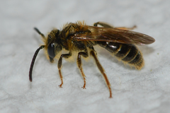 Andrena miserabilis