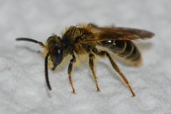 Andrena miserabilis