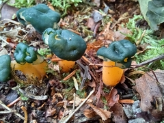 Leotia lubrica image
