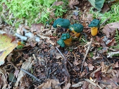 Leotia lubrica image