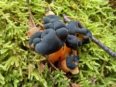 Leotia lubrica image