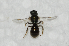 Lasioglossum imitatum